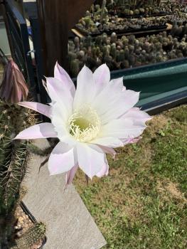 Echinopsis hybr. lila